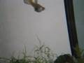 guppy giving birth 1 