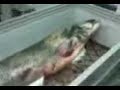 bigest boal fish in the world ,110kg in london