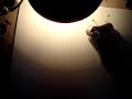 Mayt lightbug