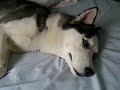 Kaiser Digging the Bed