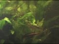 videos de Krib Fry