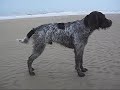 cesky-fousek-on-the-beach.html