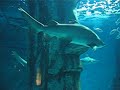 Galera eh lindo este aquario vc se sente no fundo do mar... tubaroes gigantes.. so gravamos os tubaroes mas tem muitas especies de peixes, corais etc... ve ai eh massaaaaaaaaa... 