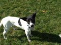 *ADOPTED* Kippy 6202521 Humane Society Colorado Adopt