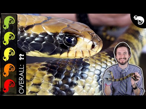 YouTube reptile video