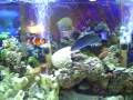 My first salt water tank video JG