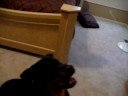 Rottweiler Training