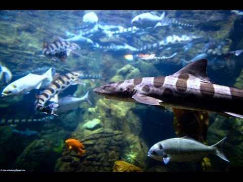 ocean - Relaxing 3 Hour video of california coastal marine fish. The coastal waters off California provide a habitat for brown algae, giant kelp, and fish such as le...