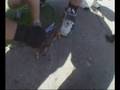 Dungeness Crab Via Net at Pacifica Pier - Yeeproductions