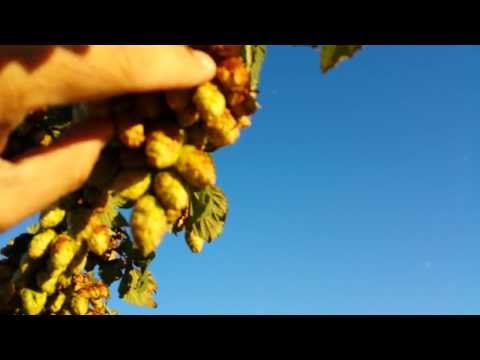 how to harvest hops