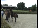 Colt by Quaterback x Rubinstein Colt by Quaterback x Rubinstein