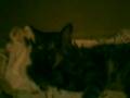 Strizer foot licking