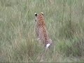 Okavango Delta Wildlife with Botswana Odyssey