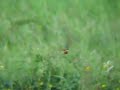 Blue Tailed Bee Eater