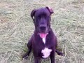 Daphne & Frieda (Dalmantinermix und Dogge)