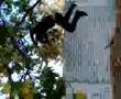 niko tirandose de un arbol a la basura