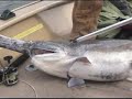 Spoonbill Fishing Missouri Style Spoonbill Fishing Missouri Style