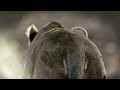 Against All Odds - King Drum - Lion N Cheetah