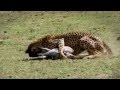 Against All Odds - King Drum - Lion N Cheetah