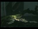 My baby Iguana GODZILLA My baby Iguana GODZILLA