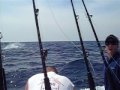 Blue,Marlin,Tuna