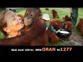 BOS Orangutan donation