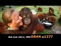 BOS Orangutan donation