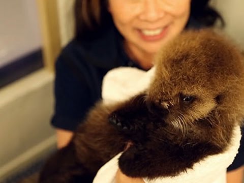 OTTER