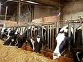 videos de koe met een zeer ambetante gewoonte