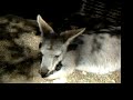 Ross in Australia Video