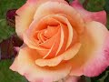 My Feelings of Love.wmv