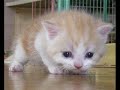 chat chaton cat kitten