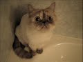 chats chats chats02!