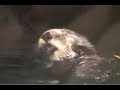 Otter Sweet Otter Otter Sweet Otter