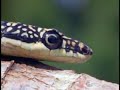 Gliding reptiles Gliding reptiles