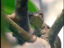 Gliding reptiles
