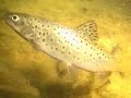 Freibacher Stausee/K�rnten