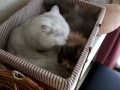猫だんごとペロペロ