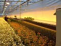 exursie chrysantenbedrijf video 005.avi