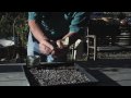 Propagating a blueberry bush involves taking a cutting from the top of the plant's apex, applying some root hormone to the exposed cut and planting it in a peat moss and perlite mixture. Encourage new root growth from a cutting with help from a professional landscape designer in this free video on edible gardens. See more Home & Garden videos on eHow: www.ehow.com Expert: James Sheridan Bio: James Sheridan has been in the nursery business and landscape design business for the past two decades. Filmmaker: Kaytie Sproul