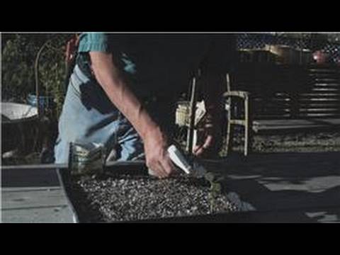 how to grow blueberries in qld