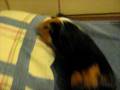 videos de Guinea pig playing