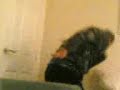 bum face 2 bum face 2