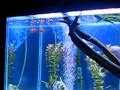 Piranha Red Belly 2.