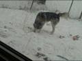 Dec 31 2008 - VID00010