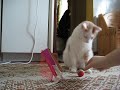 Nemo Pongo ball training