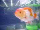 Ranchu metallic Cat A - 3rd Ranchu metallic Cat A - 3rd