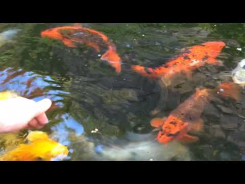 how to take care of koi
