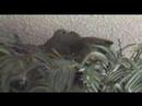 The Birds