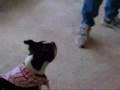 Boston Terrier video